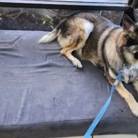 Central Animal Hospital ico