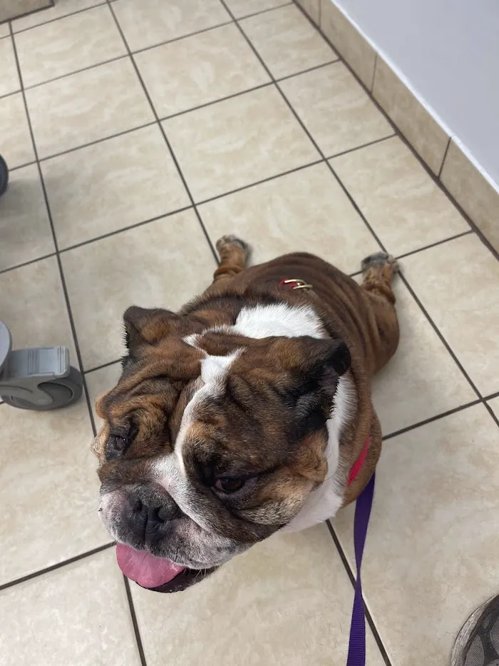 Skyway Animal Hospital 12