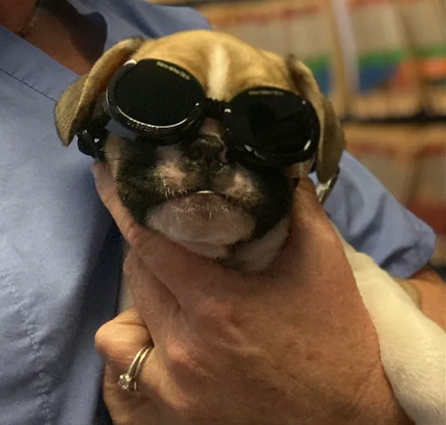 The Animal Clinic 2