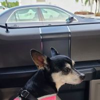 The Animal Clinic ico