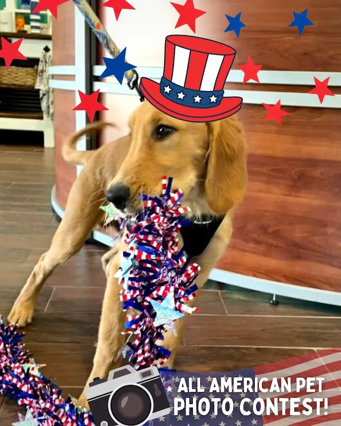 St. Pete Veterinary Hospital 8