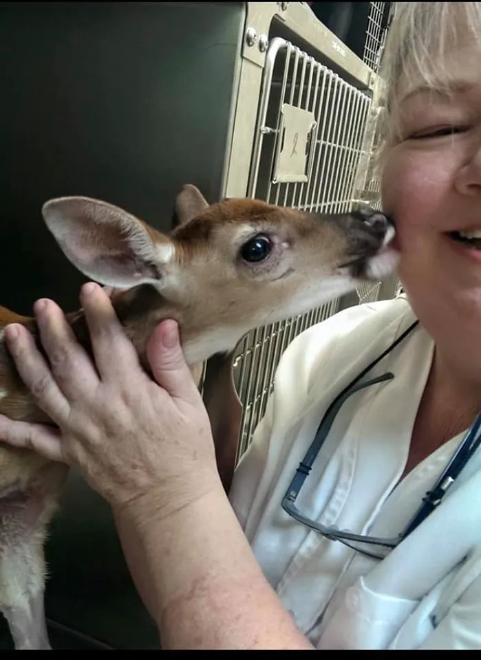 Grand Central Veterinary Hospital 12
