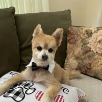 Animal Hospital of New Port Richey ico