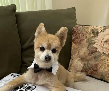 Animal Hospital of New Port Richey