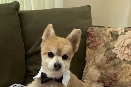 Animal Hospital of New Port Richey