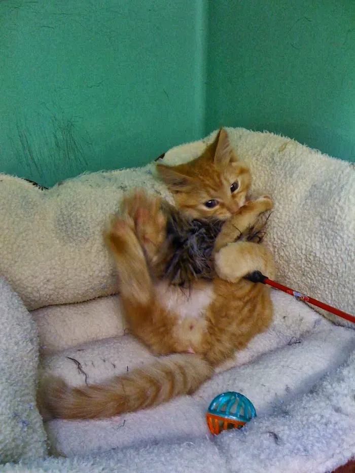 Veterinary Medical Hospital Of Clearwater 12