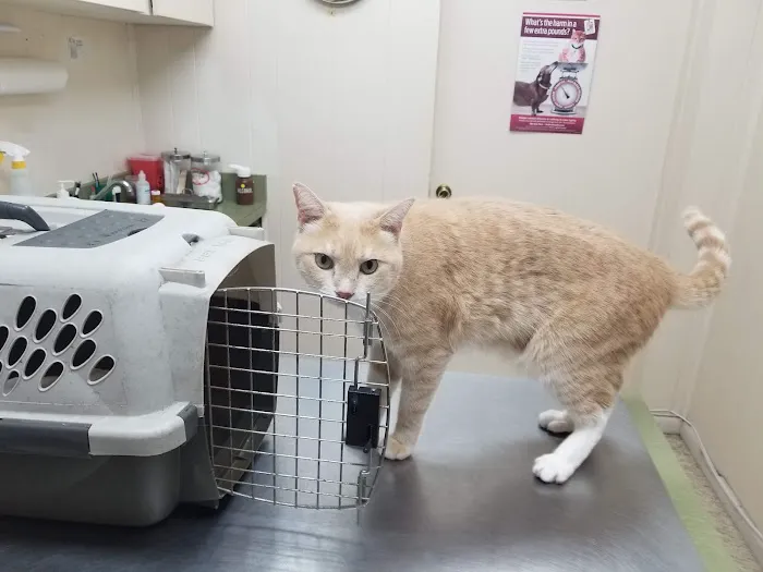 Veterinary Medical Hospital Of Clearwater 12
