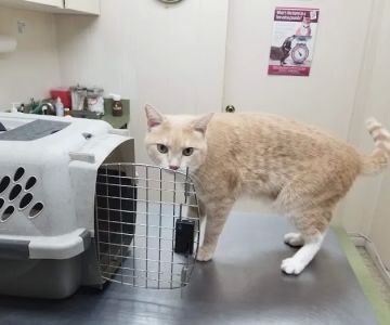 Veterinary Medical Hospital Of Clearwater