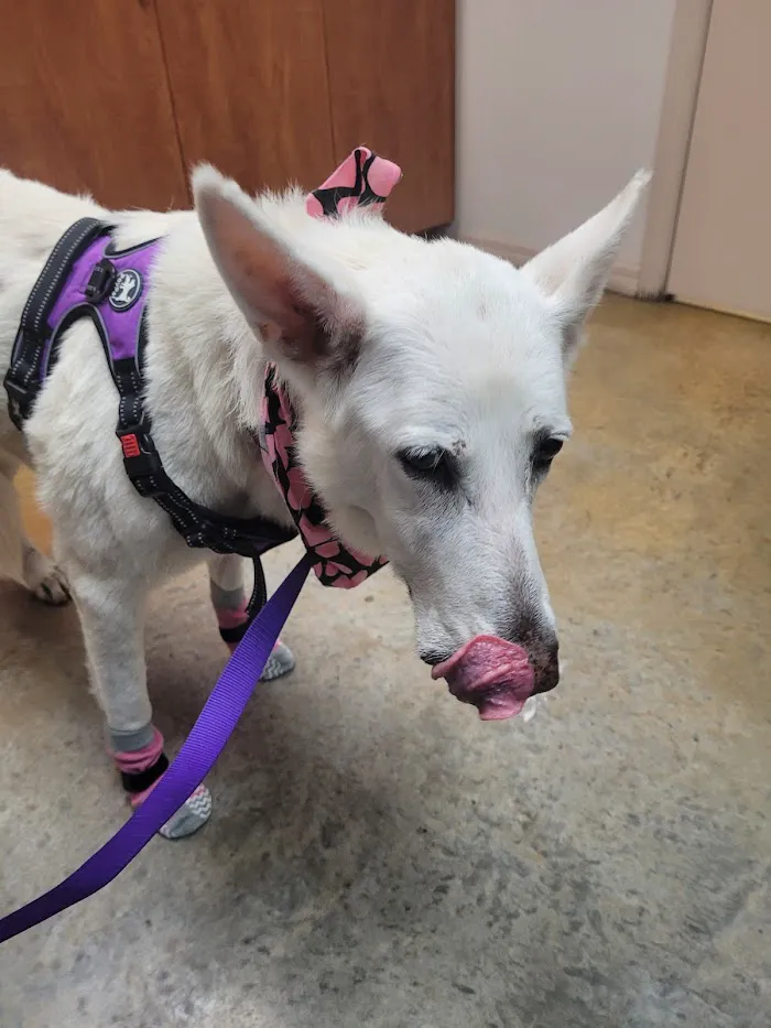 Trinity Oaks Pet Wellness Center 12