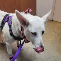 Trinity Oaks Pet Wellness Center ico