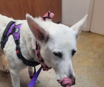 Trinity Oaks Pet Wellness Center