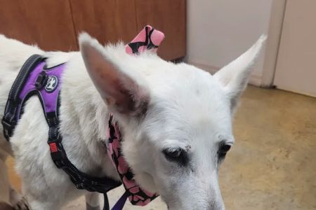 Trinity Oaks Pet Wellness Center