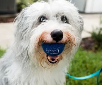 Fetch Specialty & Emergency Veterinary Centers - Clearwater, FL