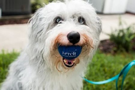 Fetch Specialty & Emergency Veterinary Centers - Clearwater, FL