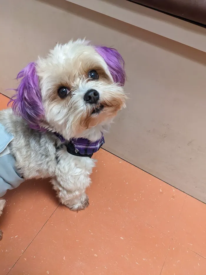 Saint Francis Pet Care Center 12