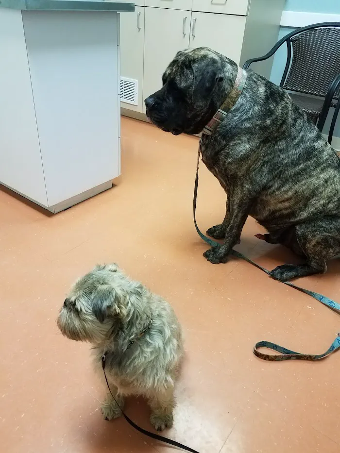 Saint Francis Pet Care Center 12