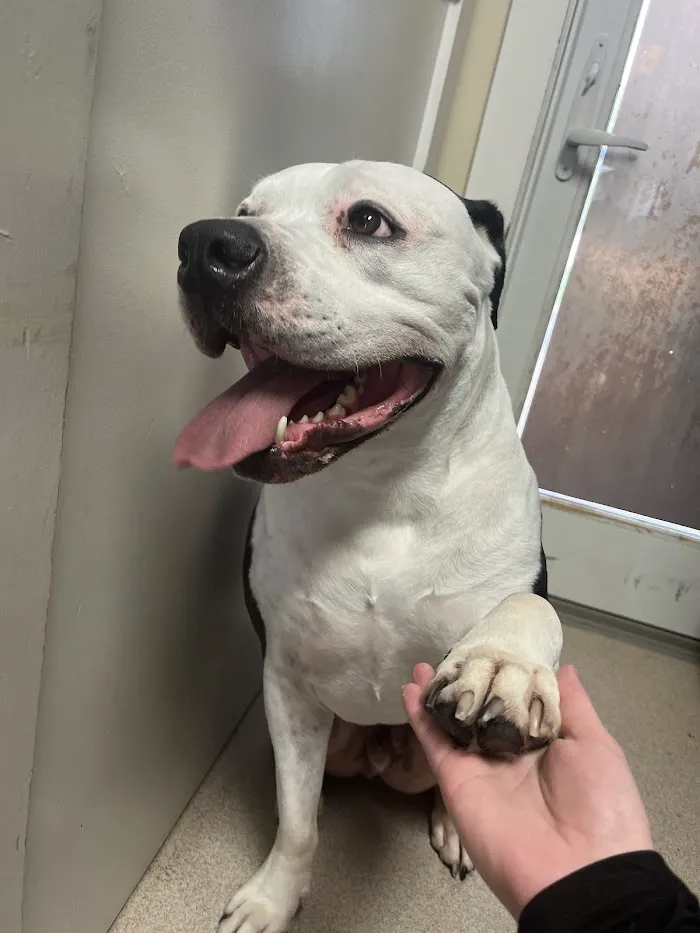 Saint Francis Pet Care Center 12