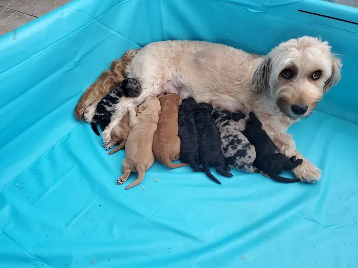 Trinity Pet Hospital 12