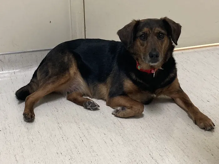 Trinity Pet Hospital 12