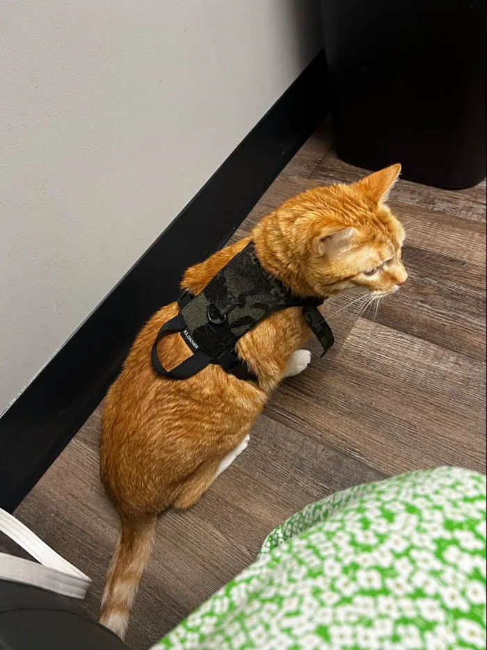 Trinity Pet Hospital 12