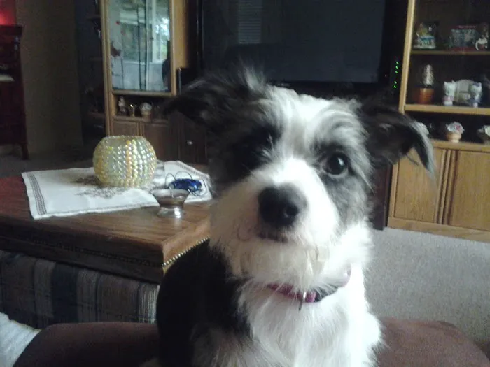 Trinity Pet Hospital 12
