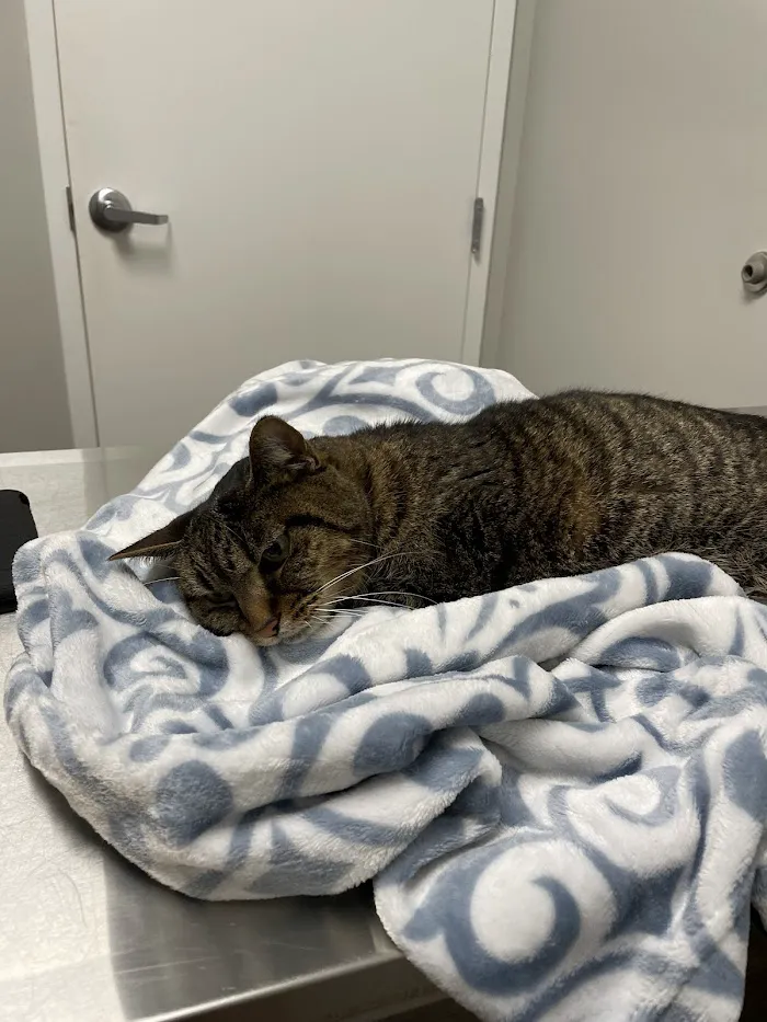 Trinity Pet Hospital 12