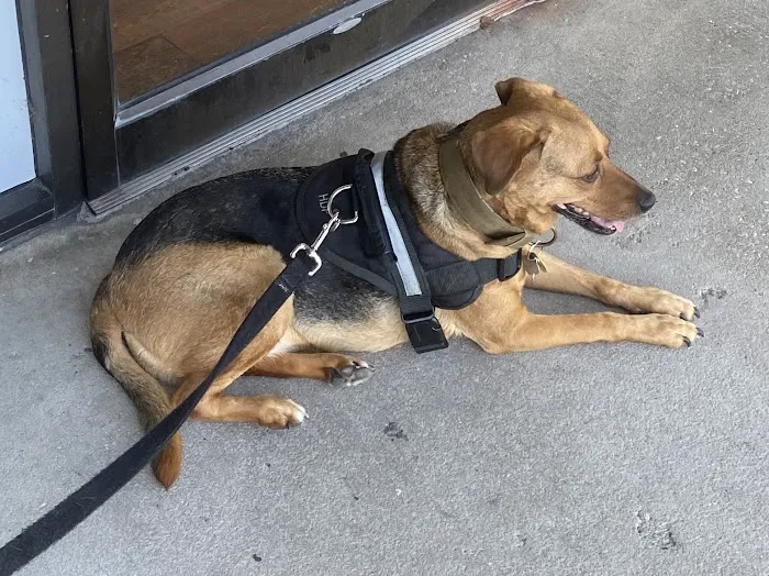 The Vet Clinic of Palm Harbor 12