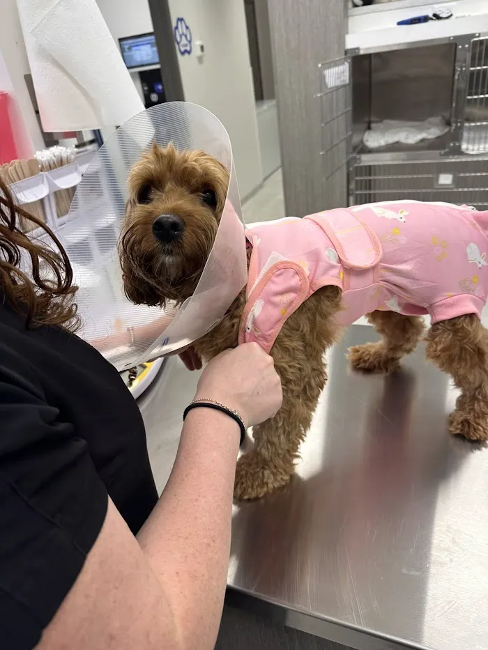 Little Road Veterinary Clinic 1