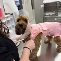 Little Road Veterinary Clinic ico