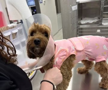 Little Road Veterinary Clinic