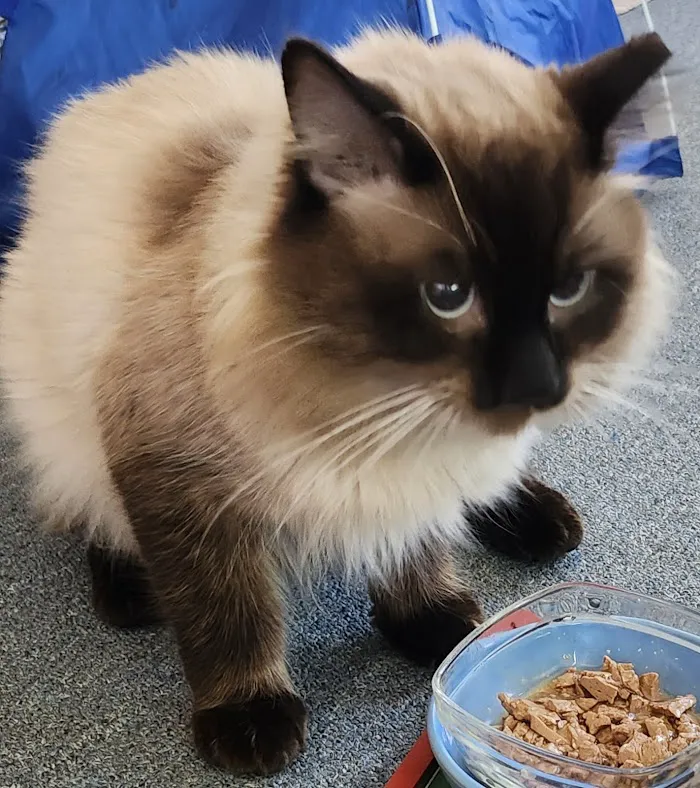 Hays Towne Veterinary Hospital 12
