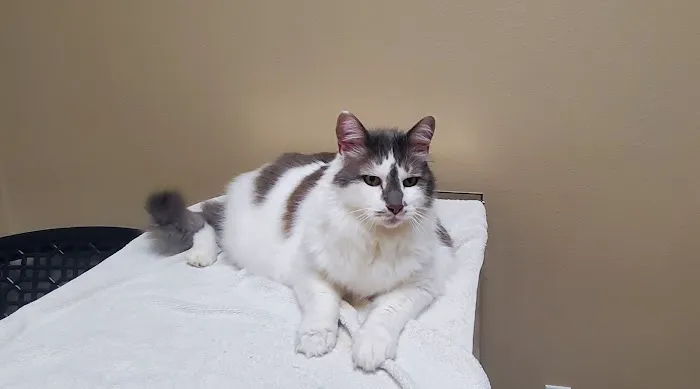Hays Towne Veterinary Hospital 12