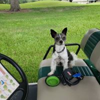 Hays Towne Veterinary Hospital ico