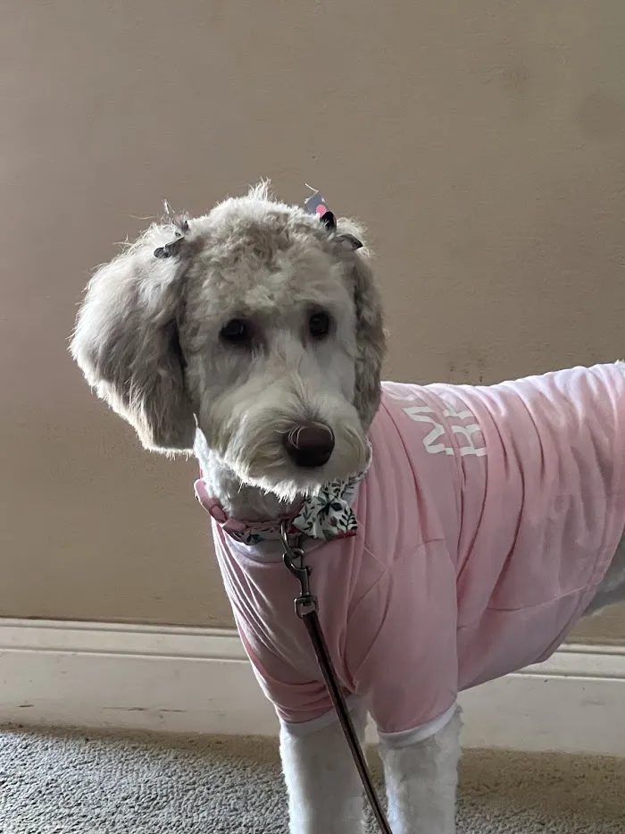 Good Shepherd Pet Hospital 12
