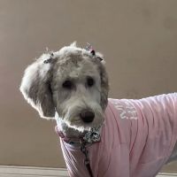 Good Shepherd Pet Hospital ico