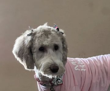 Good Shepherd Pet Hospital