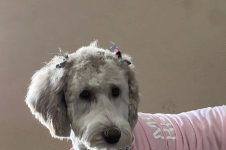 Good Shepherd Pet Hospital