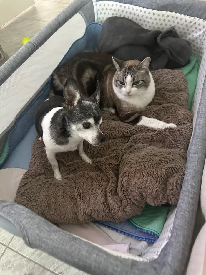 Good Shepherd Pet Hospital 12
