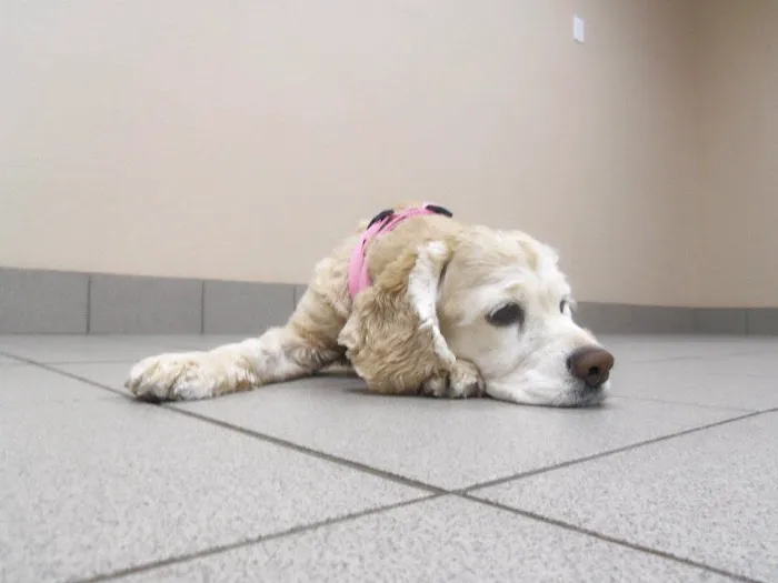 Best Care Animal Hospital 12