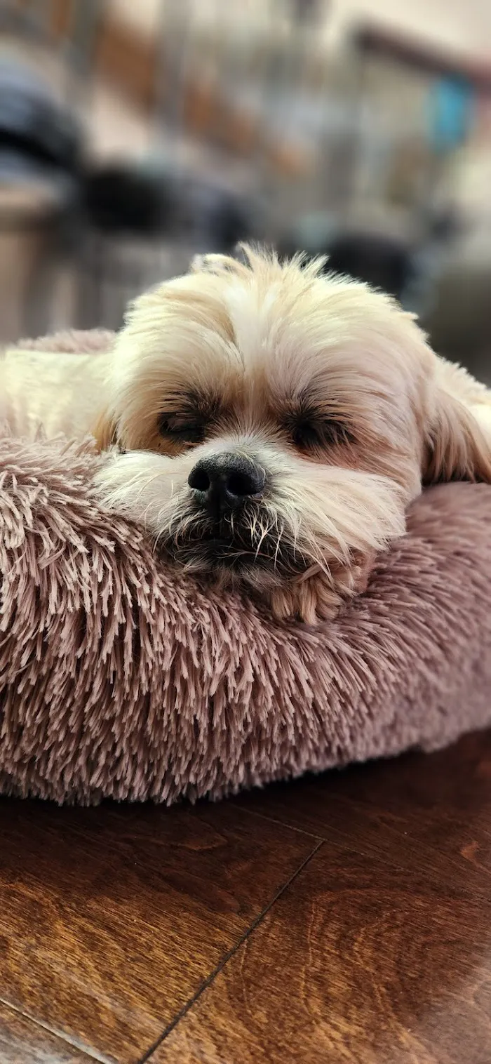 Best Care Animal Hospital 12