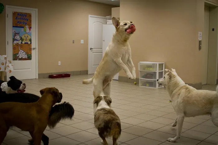 Best Care Animal Hospital 12