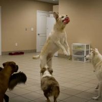 Best Care Animal Hospital ico