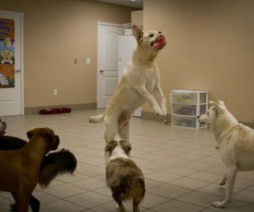Best Care Animal Hospital