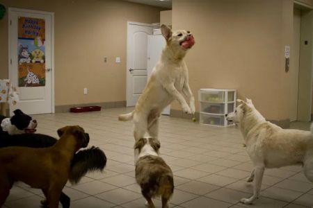 Best Care Animal Hospital
