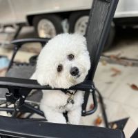 Saint Francis Pet Care Centers Trinity ico