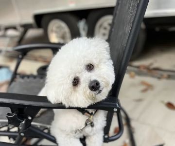 Saint Francis Pet Care Centers Trinity