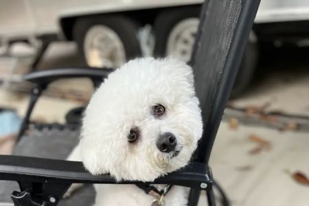 Saint Francis Pet Care Centers Trinity