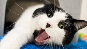 How to Choose the Right Pet Cat: A Guide to Finding the Perfect Feline Companion