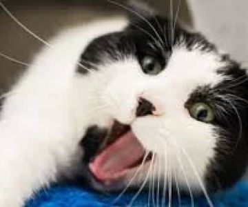 How to Choose the Right Pet Cat: A Guide to Finding the Perfect Feline Companion