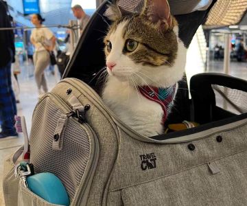 Best Pet Carrier for Travel: Choosing the Right Carrier for Your Pet